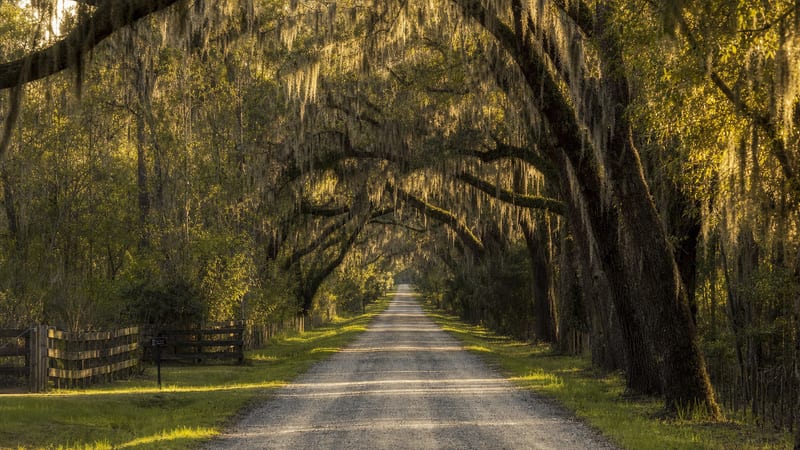 Editorial archive image illustrating Car Wheels on a Gravel Road at 25: Why Lucinda Williams' Most Difficult Record Became Americana's Production Touchstone.